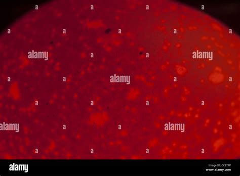 Image result for Alien Egg Sound