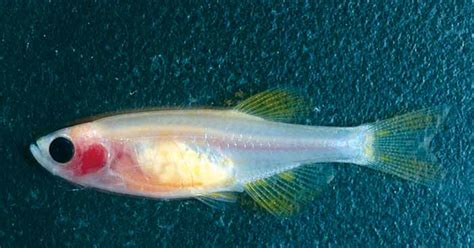 A native subcontinental fish helps further genetic research. | The Caravan