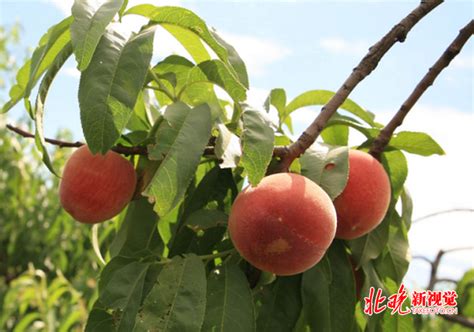 桃子的热量(卡路里cal),桃子的功效与作用,桃子的食用方法,桃子的营养价值