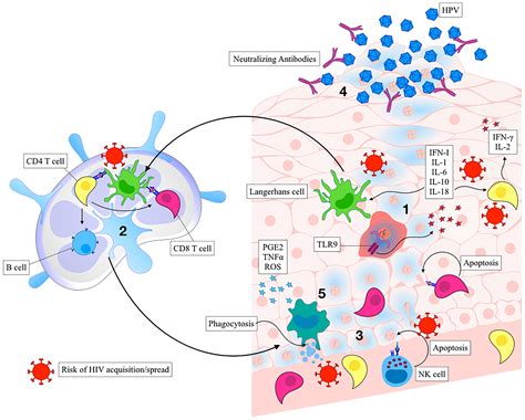 Frontiers | HPV and the Risk of HIV Acquisition in Women