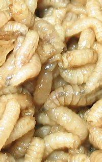 Maggot DNA reveals corpses' secrets › News in Science (ABC Science)