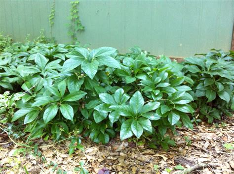 Lenten Roses: Beautiful Deer-Proof Ground Cover