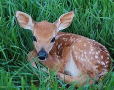 Image result for Cute Baby Deer