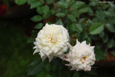 White flowers with names