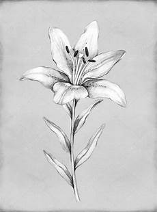 disegni di fiori a matita lilly pencil drawing pencil drawing of flower disegni di fiori a matita lilly pencil drawing pencil drawing of flower