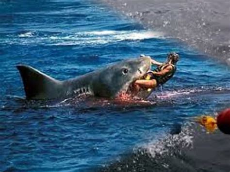 Dangerous Sharks Attacks