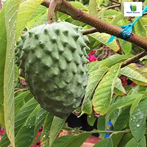 Nandini Garden Live Plant - Soursop Fruit Lakshman fal लक्ष्मण फल ...