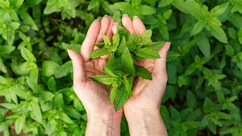 Ayurveda Expert Shares The Power Of Jujube And Basil Seed Drink For ...