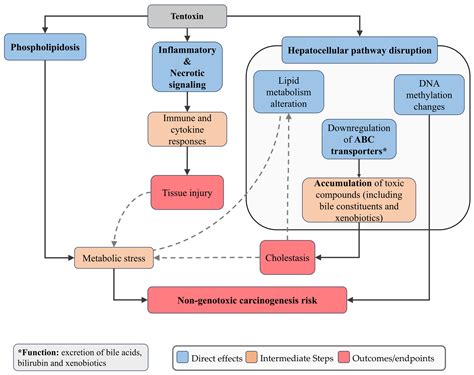 From Food to Humans: The Toxicological Effects of Alternaria Mycotoxins ...