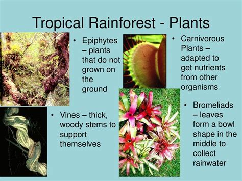 Biomes of the World Section ppt download