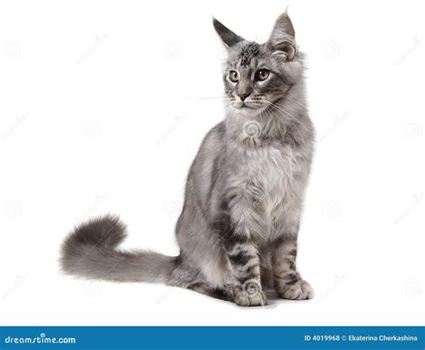 Grey maine coon cat stock photo. Image of charming, white - 4019968