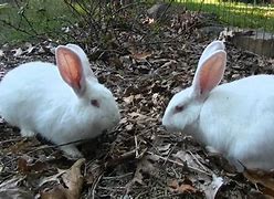 Image result for Raising Free-Range Rabbits