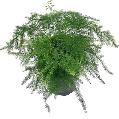 Asparagus Fern - 5 Live Plants in 4 Inch Pots - Asparagus Plumosus ...