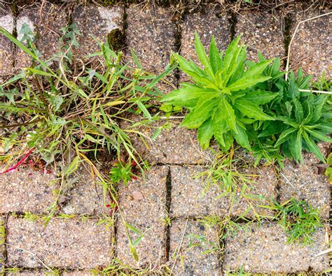 How to stop weeds in block paving: 7 fail-safe methods | Homebuilding