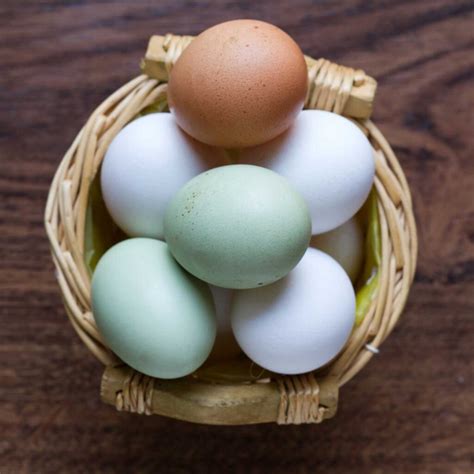 Easter Egger Chicken: Appearance, Personality, and Egg-Laying Habits