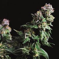 purple urkle strain purple urkle feminised seeds pyramid seeds cannabis seeds purple urkle strain purple urkle feminised seeds pyramid seeds cannabis seeds