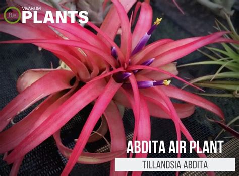 Tillandsia Abdita "Abdita Air Plant" Care Guide