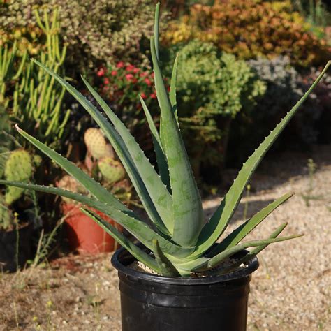 Buy 'Large Aloe Vera Plants - Aloe barbadensis' Care and Growing Guide ...