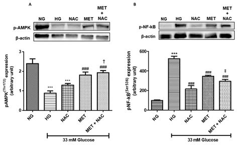 An In Vitro Study on the Combination Effect of Metformin and N-Acetyl ...