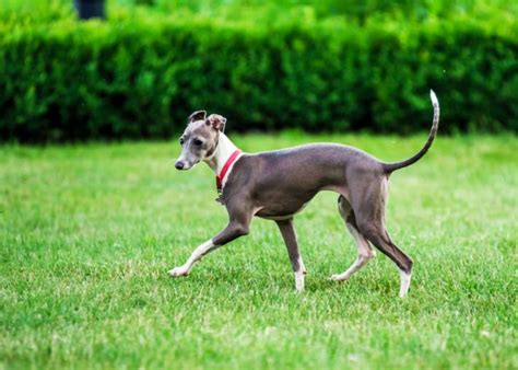 Dog Similar To Italian Greyhound at Lily Bolton blog