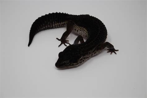 Image result for Top Python Projects