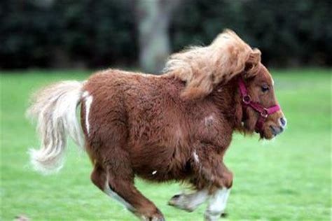 世界上最漂亮的10大名马，阿拉伯马排第二，第一被称黄金之马