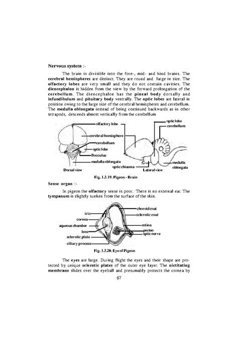 Cell biology - Nervous system :- The brain is divisible into the fore ...