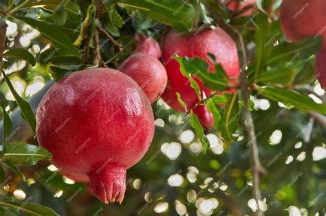 Premium Photo | Plantation of pomegranate trees in the harvest season ...
