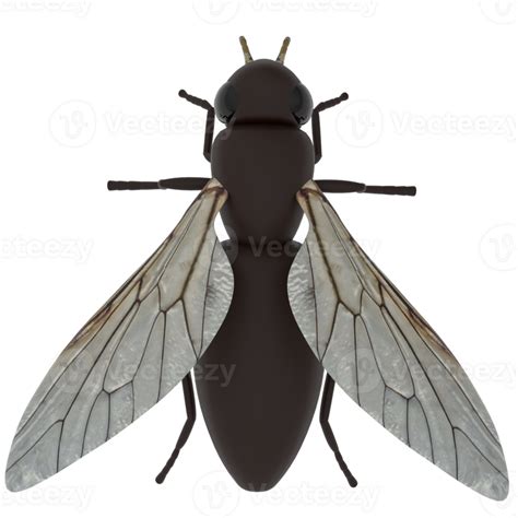 Fly Transparent Background 的图像结果