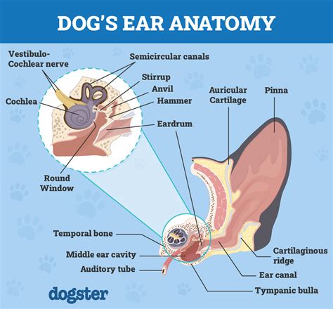 Ear Dermatitis In Dogs: Our Vet Explains the Signs, Risks & Treatment ...