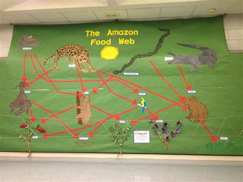 Amazon Jungle Food Chain