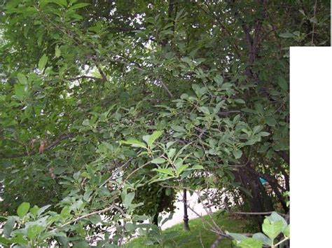 云南鼠李(Rhamnus aurea)拉丁名学名属名科名植物生活型图片
