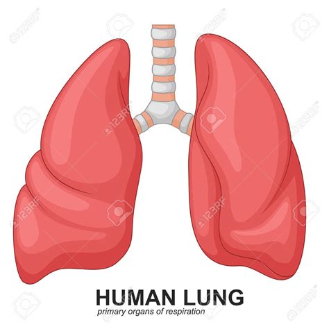 human lungs clip art 10 free Cliparts | Download images on Clipground 2026