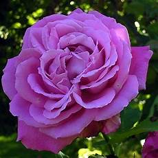 fiore la rosa rosa rosa caratteristiche della rosa fiore la rosa rosa rosa caratteristiche della rosa