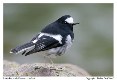 Little Forktail - Enicurus scouleri - Muscicapidae - Birds of India ...