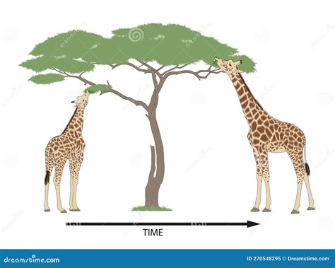 Giraffe Evolution and Natural Selection Stock Illustration ...