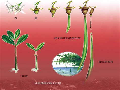 这就是红树林！_腾讯新闻