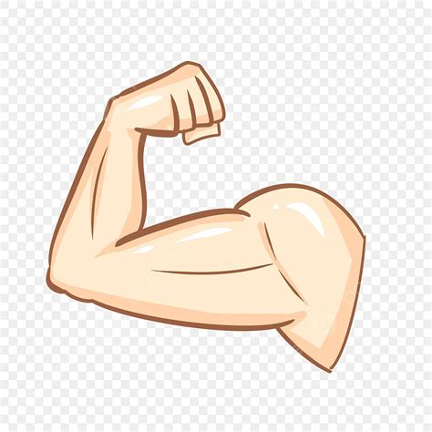 Arm Muscle PNG Picture, Arm Muscles, Muscle Clipart, Work Out, Arm PNG ...