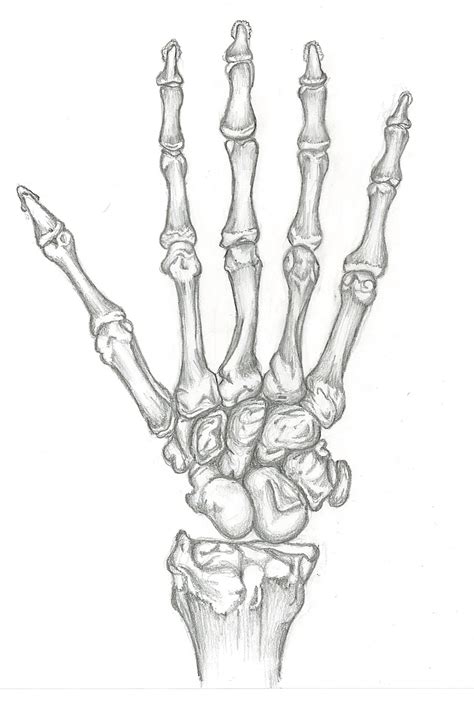Skeletal Hand Drawing at GetDrawings | Free download