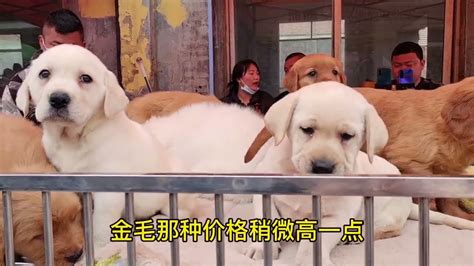 中国四大狗市：所有宠物狗犬种都有，进来就像逛菜市场 - 知乎