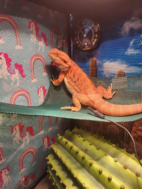 My fire breather, my special girl, my derpy nose licker, and my sweet ...