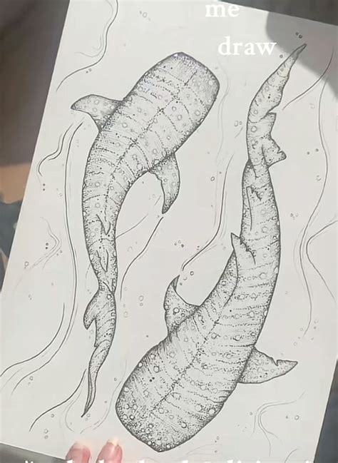 Whale Shark Drawing Sketches