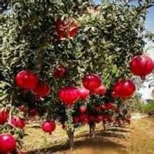 Planting Fruit Seeds - Pomegranate Seeds For Breathlessness, Growing ...