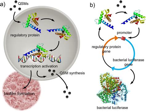 Serotonin Activates Bacterial Quorum Sensing and Enhances the Virulence of Pseudomonas ...