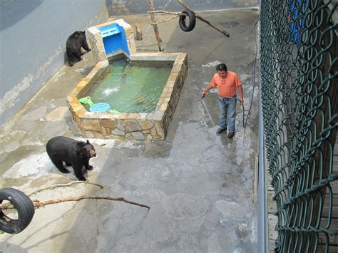 Apparently Confining Bears in Pits Isn't Cruel Enough for Roadside Zoo ...