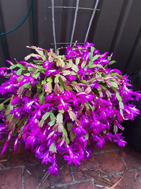 How to choose the best hanging succulent plants – Artofit