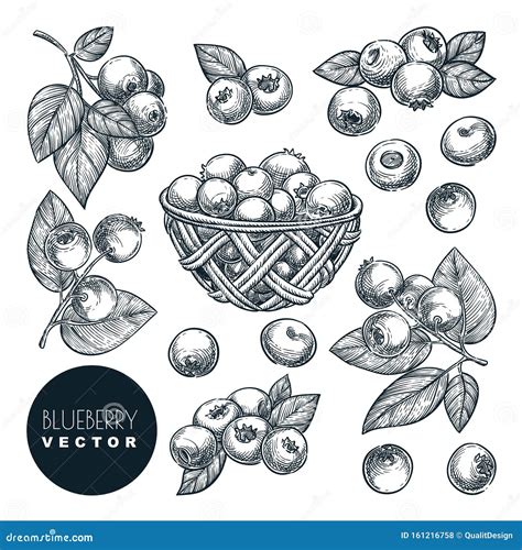 Blueberry Farm Clip Art