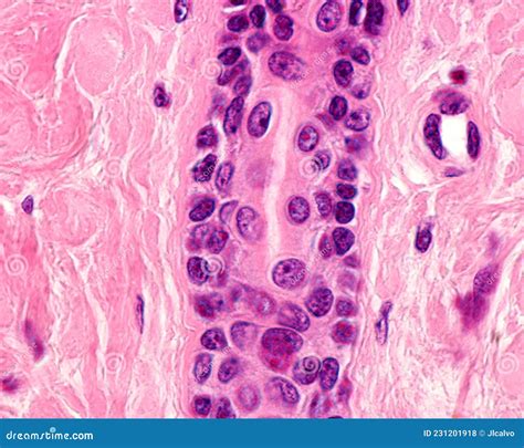 Stratified Cuboidal Epithelium Sweat Gland