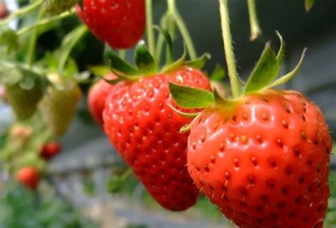 草莓种植方法全过程（种植草莓的方法步骤）-藤本月季网