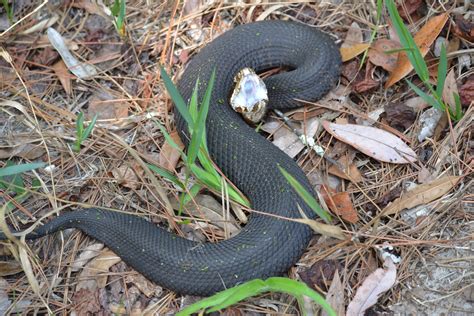Cottonmouth Water Moccasin Snake at Jack Oneill blog